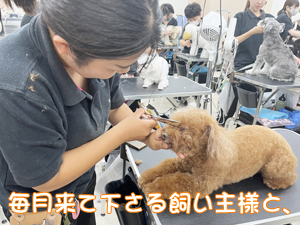 お客様の愛犬をトリミング♪